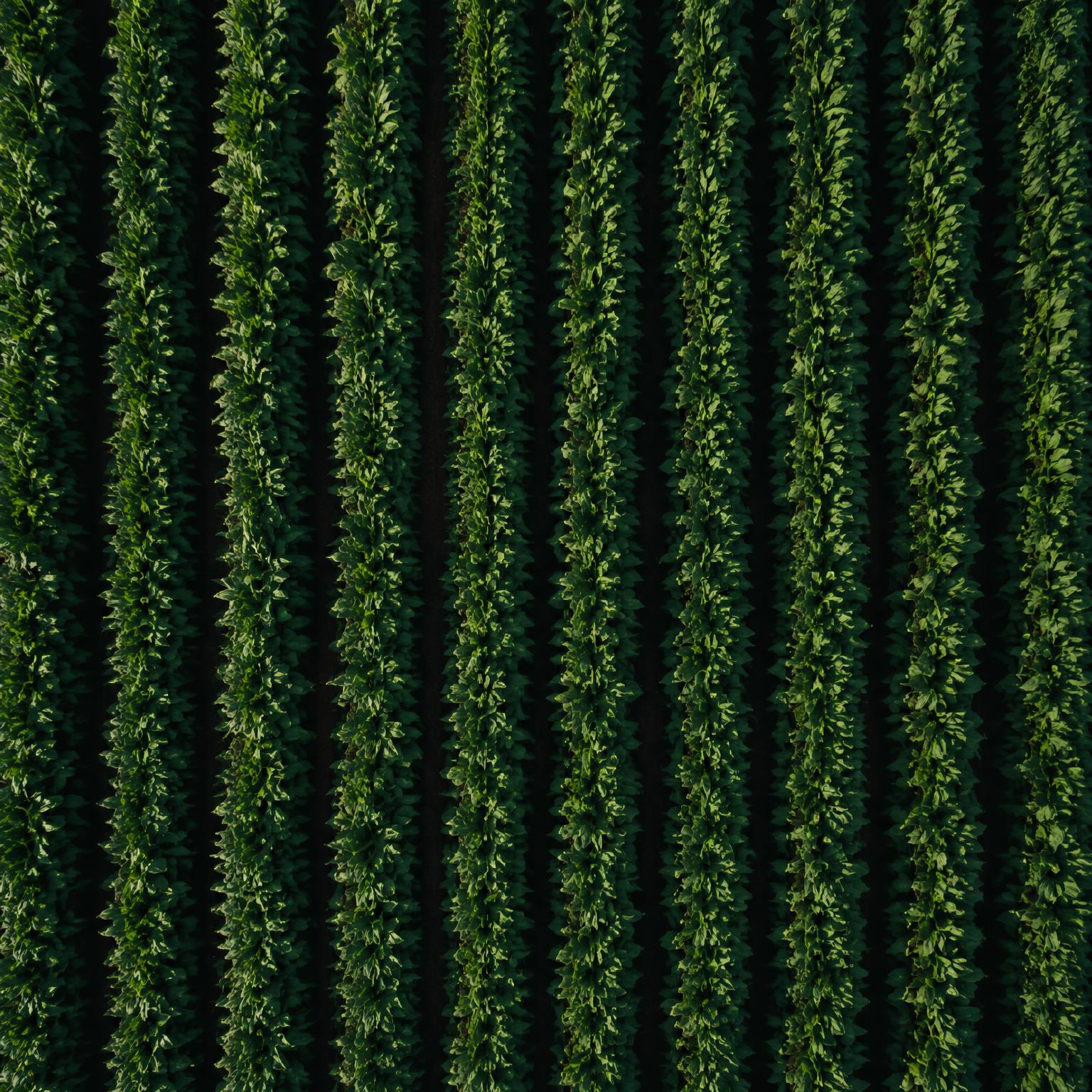 Vista aerea di un campo coltivato